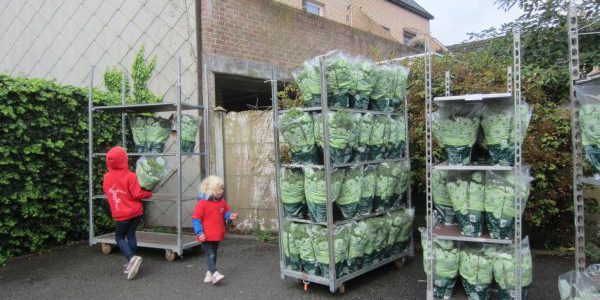 Chrysantenverkoop 21 okt 2017